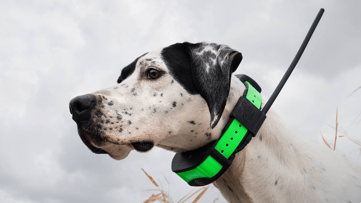 GPS нашийники для собак