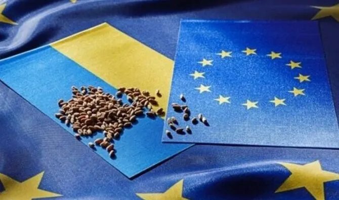 Цінова пастка та логістичні бар’єри: чому українська пшениця втрачає позиції на ринку ЄС та як це вплине на аграріїв.