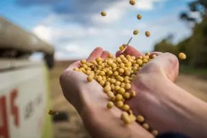 Вектори експансії: стратегічні перспективи експорту української сої на ринки Туреччини та країн Середземномор’я