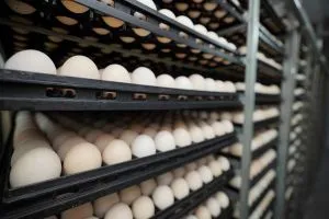 Український експорт яєць продемонстрував стрімке зростання: підсумки дев’яти місяців 2026 року та динаміка поставок у цифрах